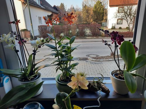 Customer photo review of 1 Phal. TABLE DANCE 'Aliyah black', 2 Stiele, eine neue dunkle Phalaenopsis im 9cm Topf