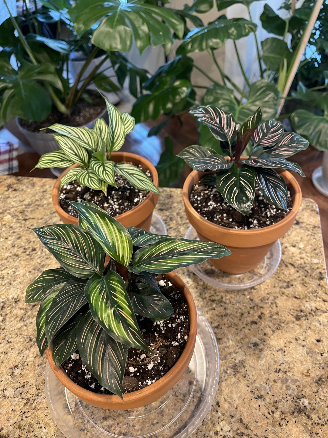 Customer photo review of 4" Calathea roseopicta 'Dottie'