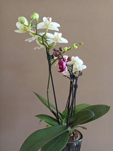 Customer photo review of 1 Phal. COCKTAIL ORCHID, LILA - WEISS,  2 verschiedene Farben im kleinen 9cm Topf, 3-4 Stiele!!