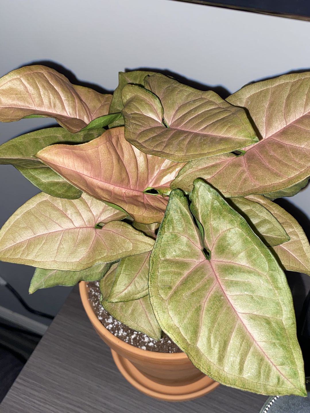 Customer photo review of 4" Syngonium Regina Red