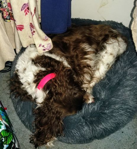 Customer photo review of Comfy Pet Bed Calming High Stretch Soft Faux Fur for Dogs Cats