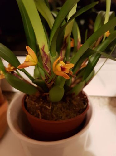 Customer photo review of 1 Maxillaria variabilis im 9cm Topf, gelb-braun-orange Blüten