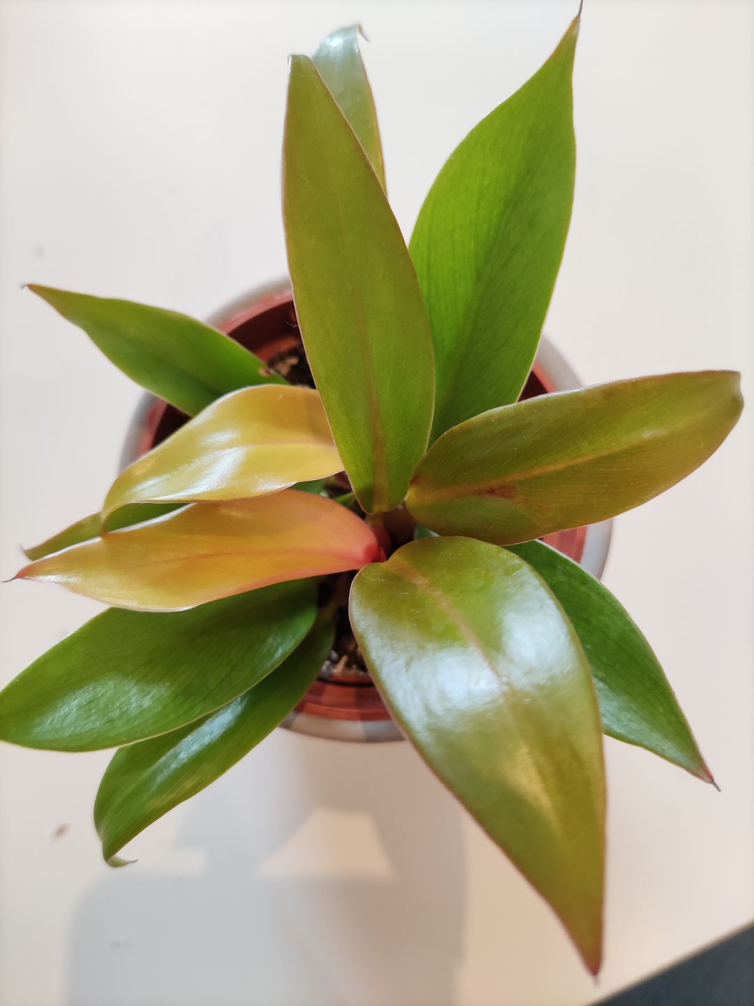 Customer photo review of PHILODENDRON PRINCE OF ORANGE