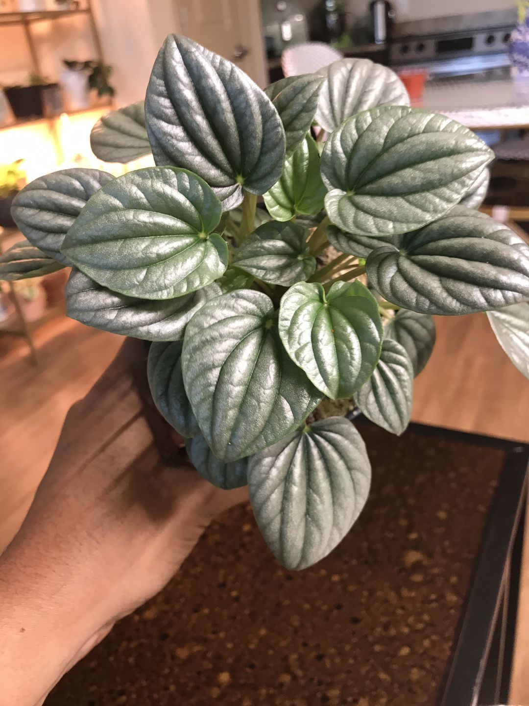 Customer photo review of 4" Peperomia caperata 'Frost'