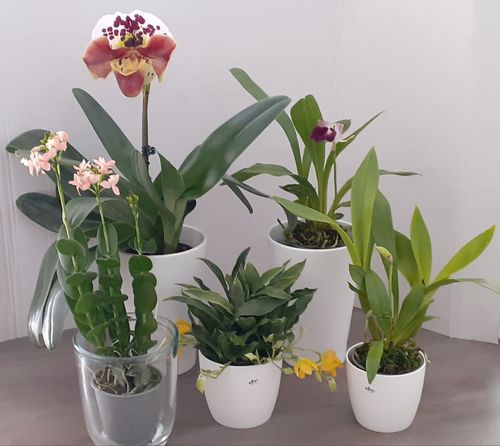 Customer photo review of Duftende Cochleanthes mit schneeweißen Blüten