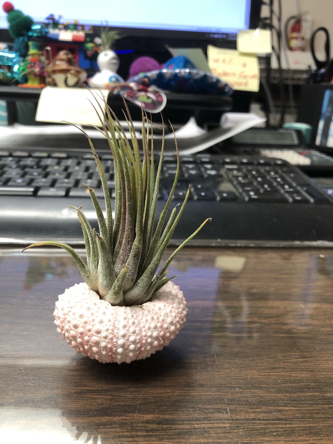 Customer photo review of Wholesale Ionantha Guatemala Medium  (Minimum Order 10)