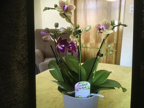 Customer photo review of 1 Phal. COCKTAIL ORCHID, GELB-ROT,  2 verschiedene Farben im kleinen 9cm Topf, 3-4 Stiele!!