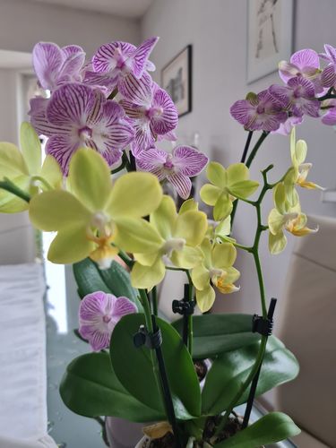 Customer photo review of 6 Stück Orchideen im kleinen 9cm Topf mit je 1 Stiel, Farbmix für Preisbewusste!