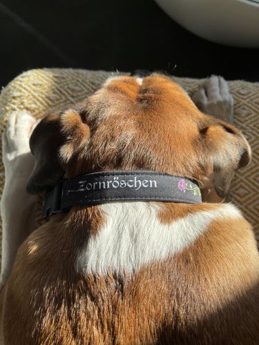 Customer photo review of Zornröschen - Hundehalsband