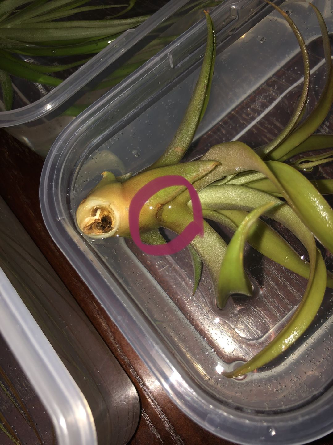 Customer photo review of Capitata  Peach  (Easy Care)