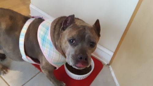 Customer photo review of Easter Plaid dog harness