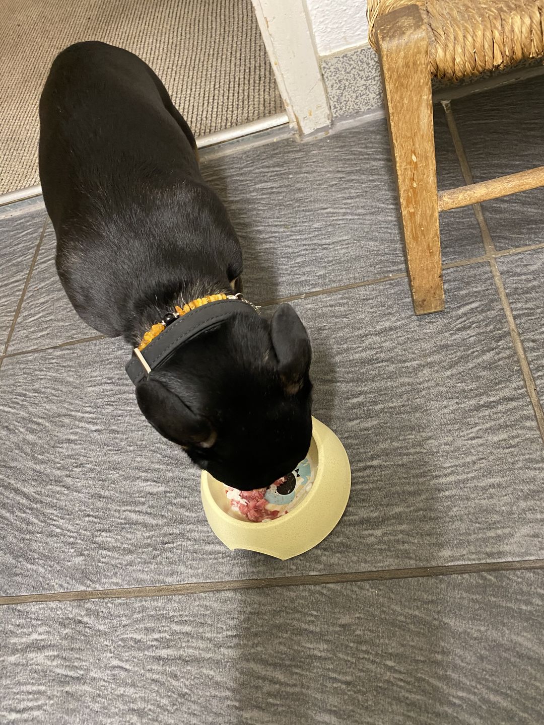 Customer photo review of NutriDog Starter-Box - 3 Sorten in 200g Portionen