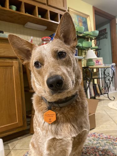 Customer photo review of Pop Star Fetch Pet ID