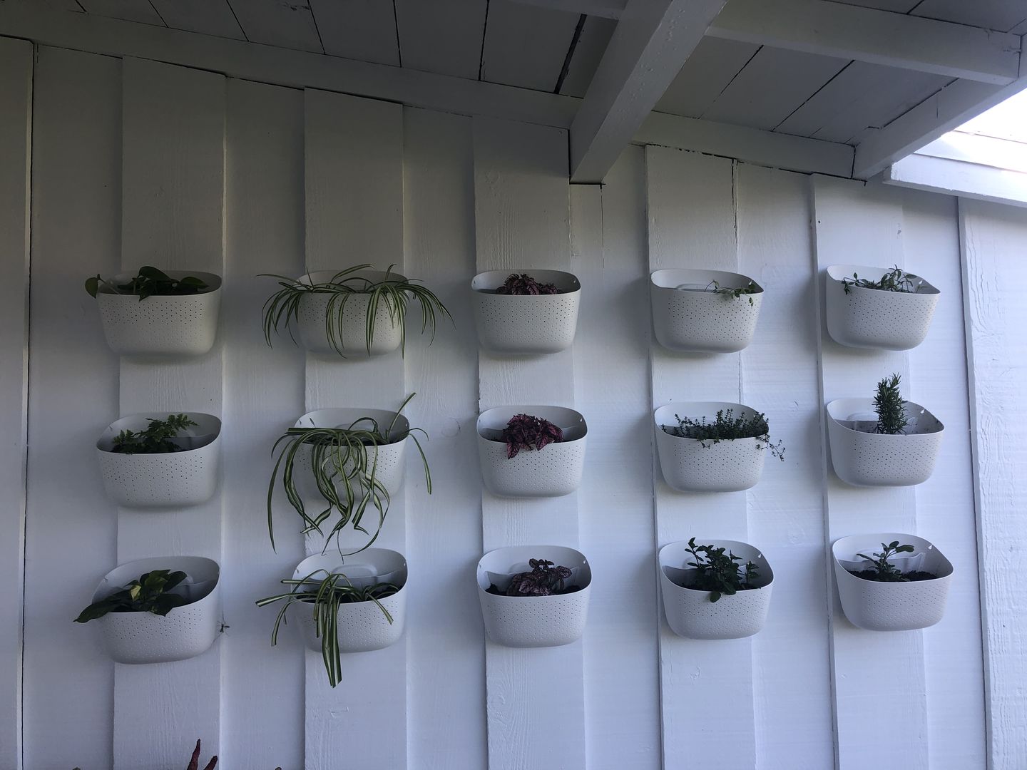 Customer photo review of Eco White Wall Planter