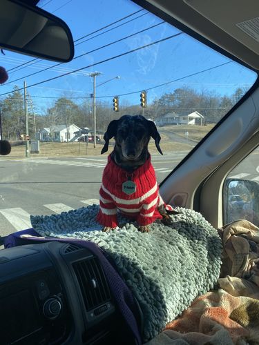 Customer photo review of Blaze Orange Fetch Pet ID