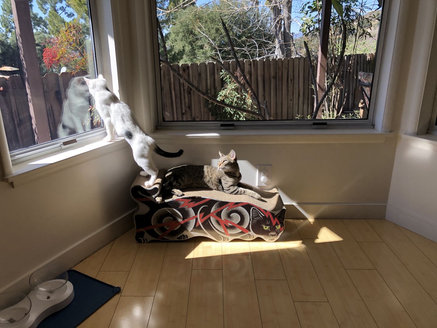 Customer photo review of Electric Cat Scratcher