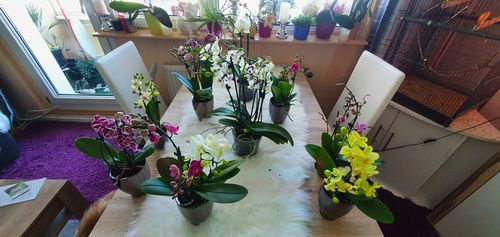 Customer photo review of Übertopf BELLA bronze oder altsilber, für 9cm Table Dance Orchids, Farbwunsch bitte angeben!