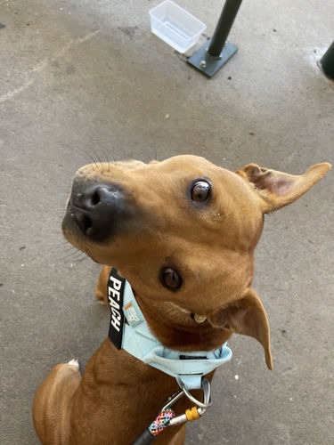 Customer photo review of DF Co. Sky Blue Dog Harness