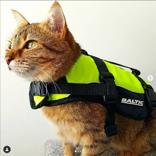 kitten life jacket