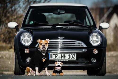 Customer photo review of Teddy Bear Dog Hoodie - Black