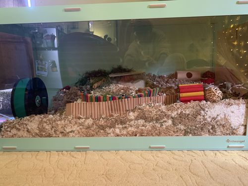 Customer photo review of Natural Wood Bridge for Syrian and Dwarf Hamsters Flexible Fencing