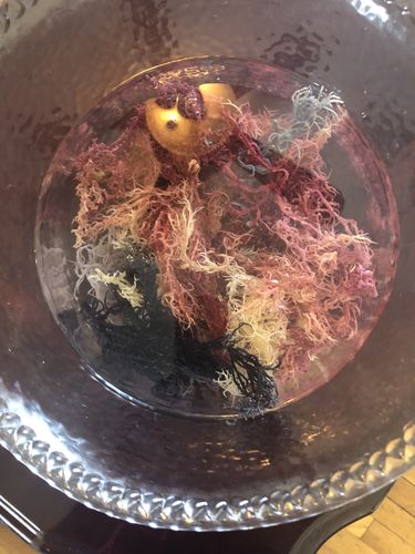 Customer photo review of Full Spectrum Irish Seamoss