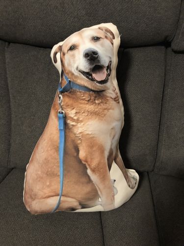 Customer photo review of Create A Custom Dog Pillow