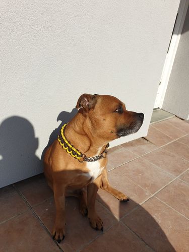 Customer photo review of COLLIER + LAISSE "BLACK & YELLOW ARMY"