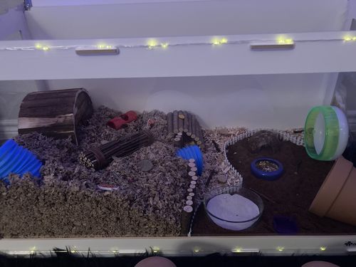 Customer photo review of Niteangel Bigger World MDF Terrarium Aspen Poplar Wooden Enclosure for Syrian and Dwarf Hamsters