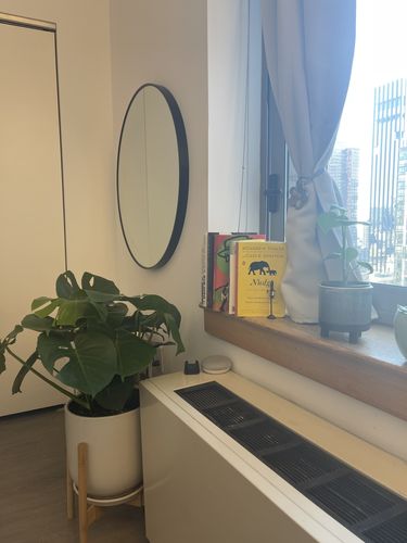 Customer photo review of Large Monstera deliciosa