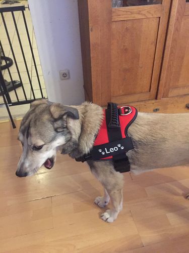 Customer photo review of Pfotenlove - Personalisiertes Sicherheitsgeschirr – Premium Ausgabe