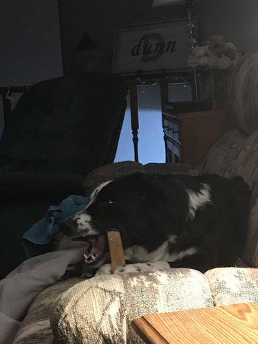 Customer photo review of 6 Inch Standard Bully Sticks
