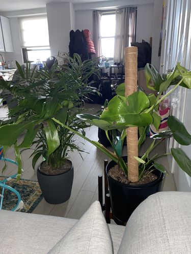 Customer photo review of Large Cat Palm