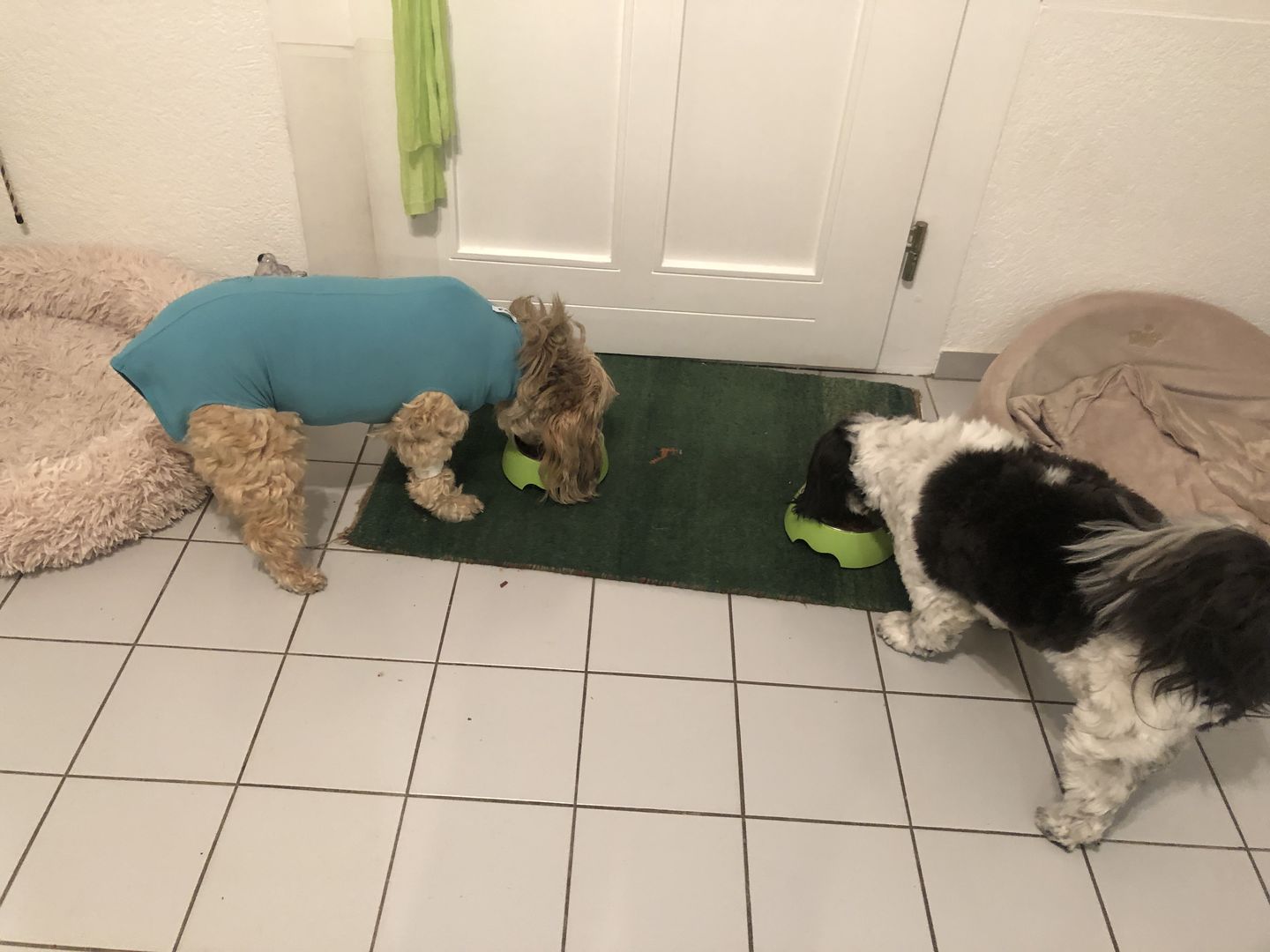 Customer photo review of NutriDog Starter-Box - 3 Sorten in 200g Portionen