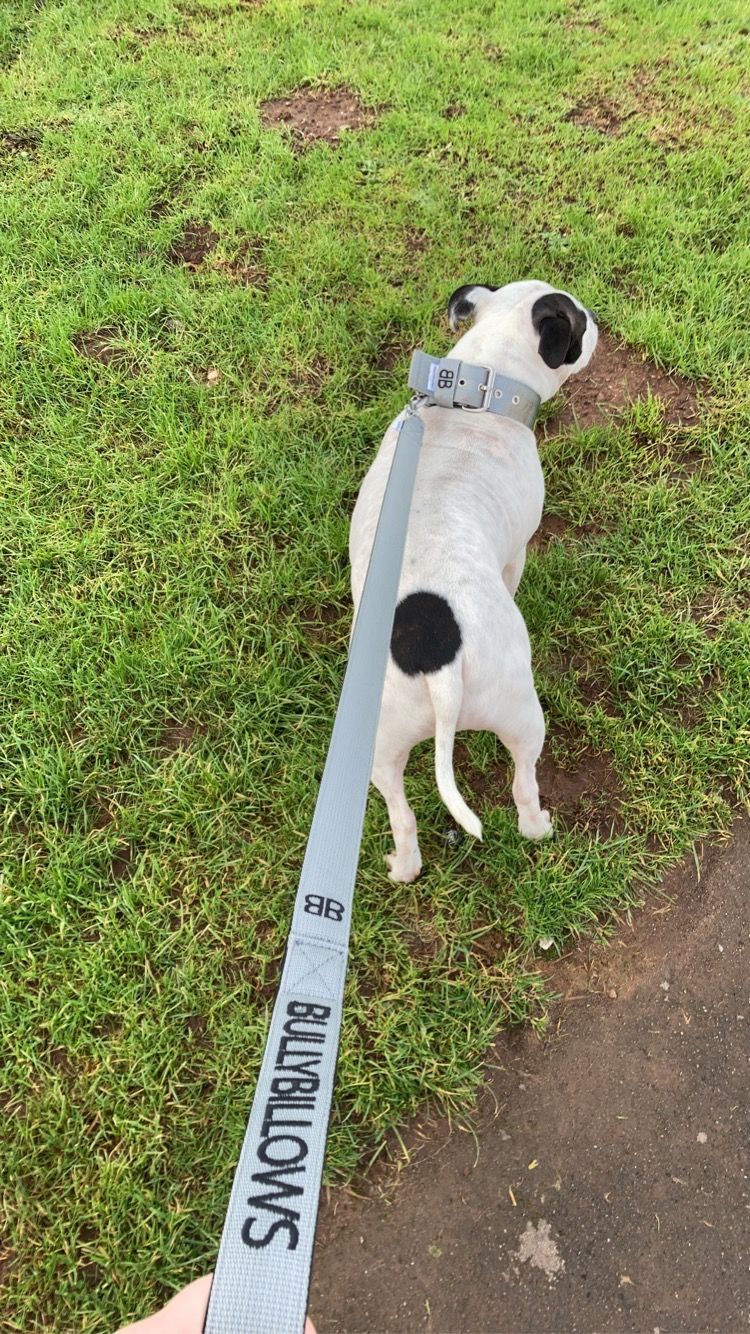 Customer photo review of Nylon Snap Hook Lead | Series 2 - Metal Grey