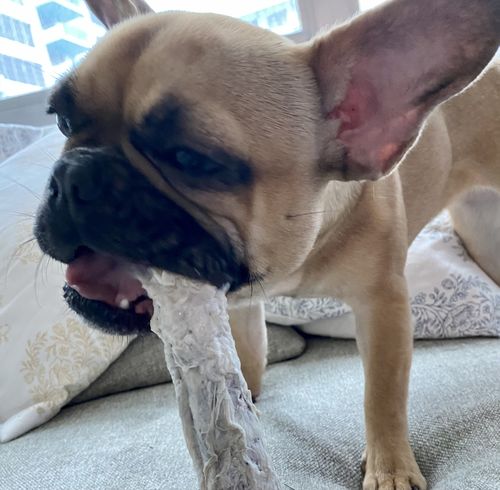 Customer photo review of 6 Inch Standard Braided Bully Sticks