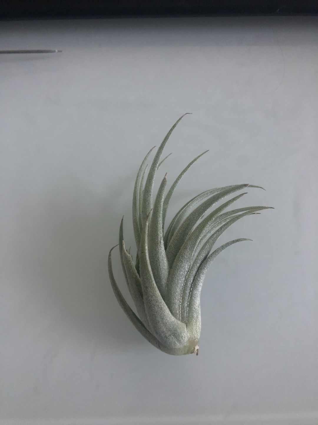 Customer photo review of Subsecundifolia  (Formerly Recurvifolia Var. Subsecundifolia)