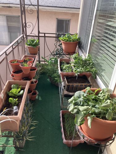 Customer photo review of 16,500 Heirloom Vegetable Seeds 40 Variety Kit with FREE SHIPPING