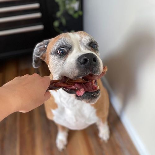 Customer photo review of 12 Inch Braided Bully Sticks