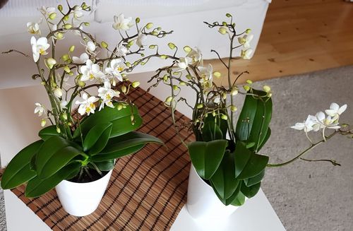 Customer photo review of 10+ rispiges | feines Orchideen 2er Paket + Übertöpfe
