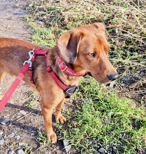 Customer photo review of Personalisierbares Hundehalsband