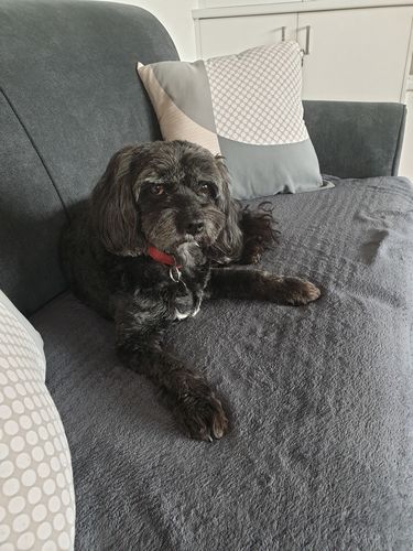 Customer photo review of Ruff Skin Salvation - Skin repair balm for dogs