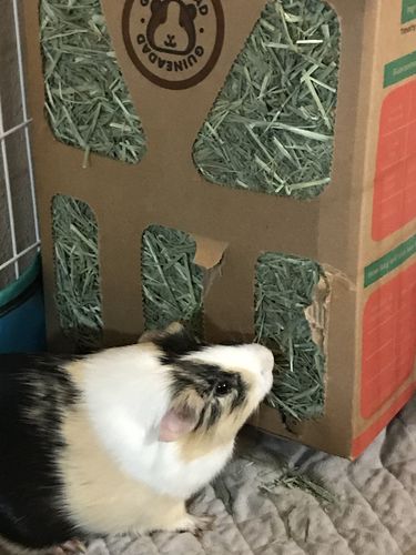 Customer photo review of GuineaDad Nourish Series - Timothy Hay (3 Pack)