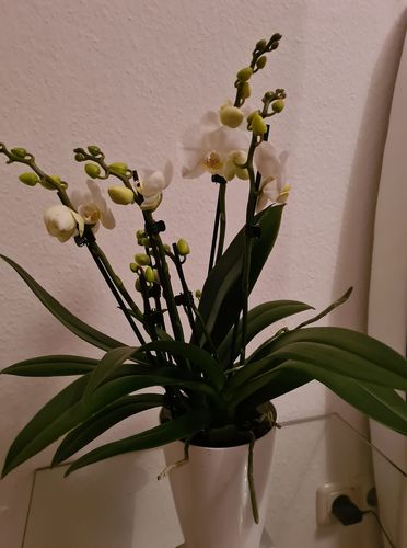 Customer photo review of 5 rispiges Orchideen 2er Paket + Übertöpfe