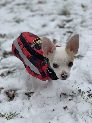 Customer photo review of Pfotenlove - Premium Hundewintermantel - Design Yellow Edition