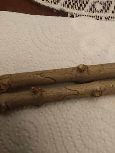 Customer photo review of MASTERBRICOLAGE™ I COFFRET PINCE À GREFFER PROFESSIONNELLE