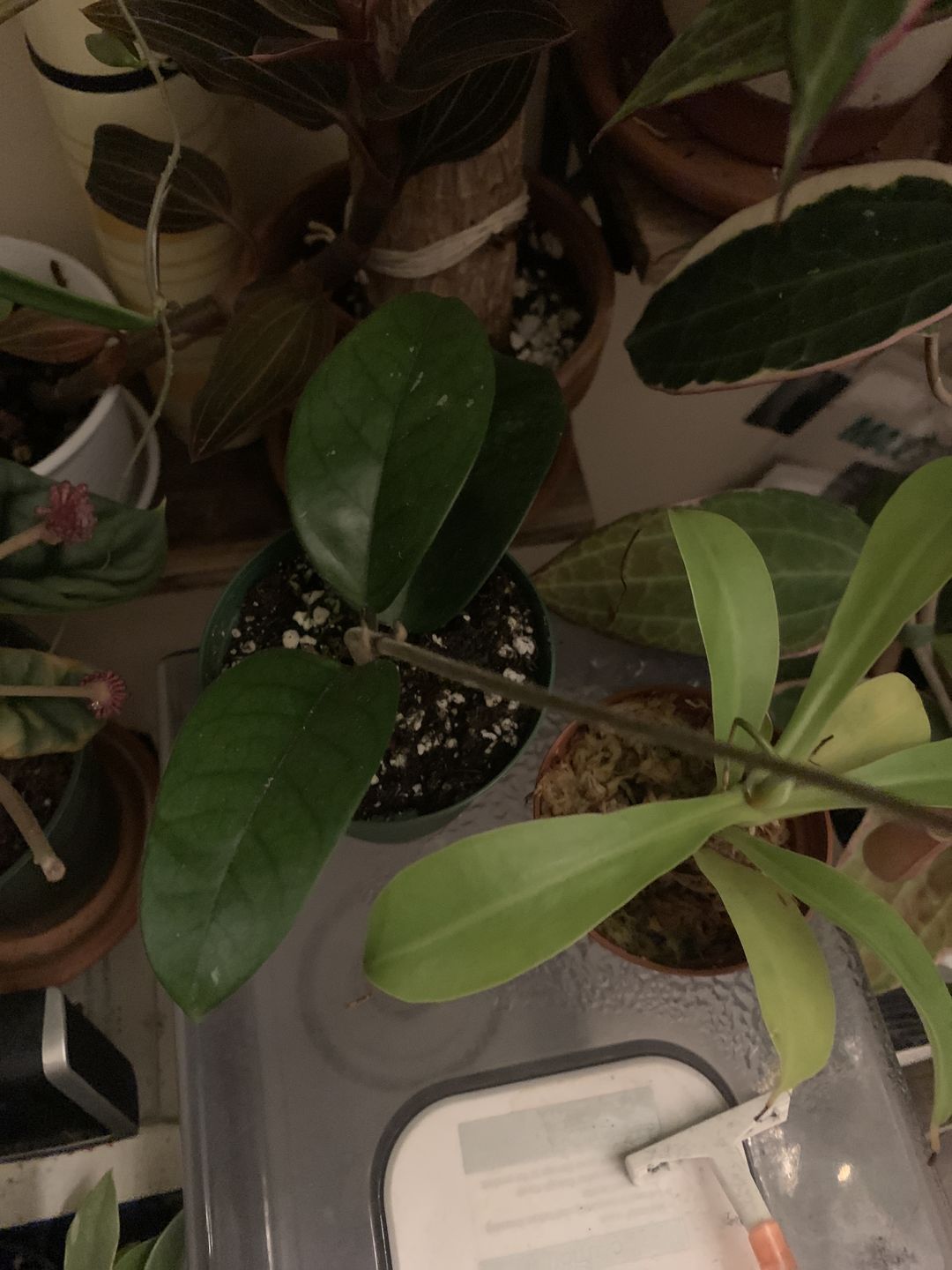 Customer photo review of 3" Hoya Fungii | Collector's Series