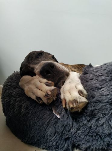 Customer photo review of Pet Calming Bed