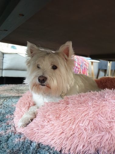 Customer photo review of Pet Calming Bed
