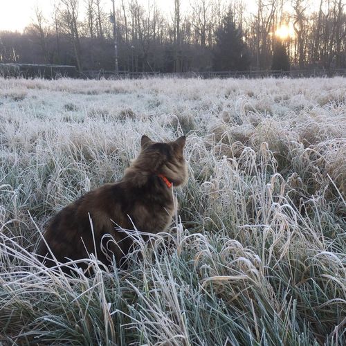 Customer photo review of Apple iPhone XS 64GB Gold Unlocked Refurbished Excellent